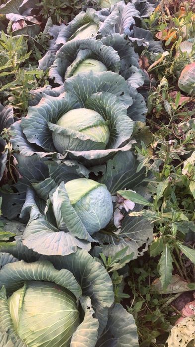 Varza pentru murat /tocat