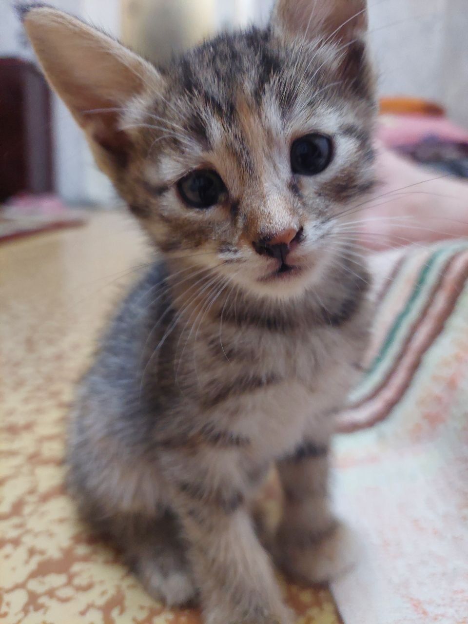 Котята бесплатно только в хорошие руки