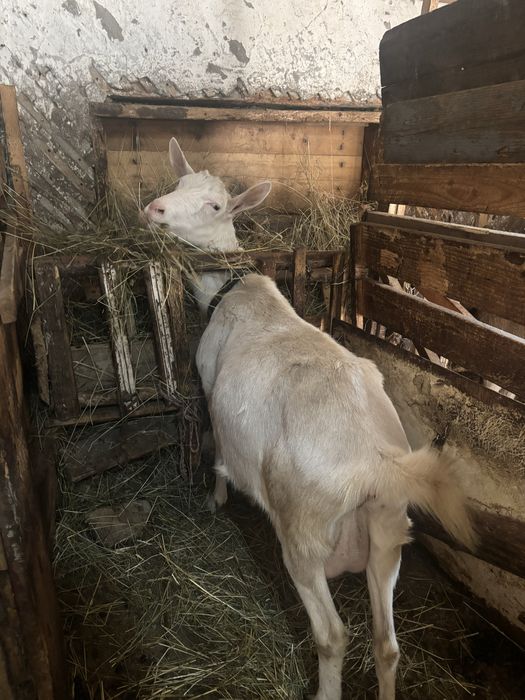 Se vand 3 capre si 1 țap