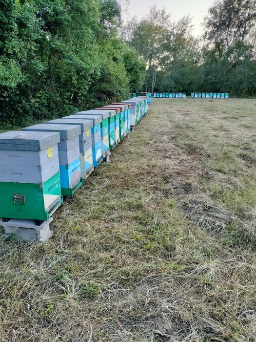 Mătci-F1 Bukfast Magarets Hive & F1 Bukfast Primorsky