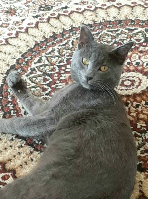 Котёнок попал в беду