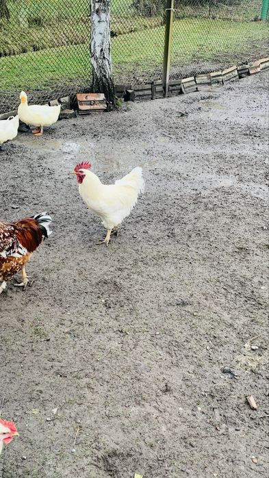 Vand Cocoși si Rațe