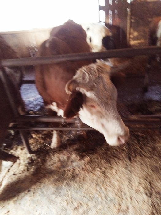 Vaca a doua fătare cu vitel belgian