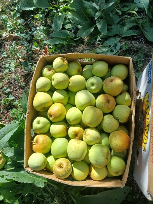 Mere en-gross de vanzare