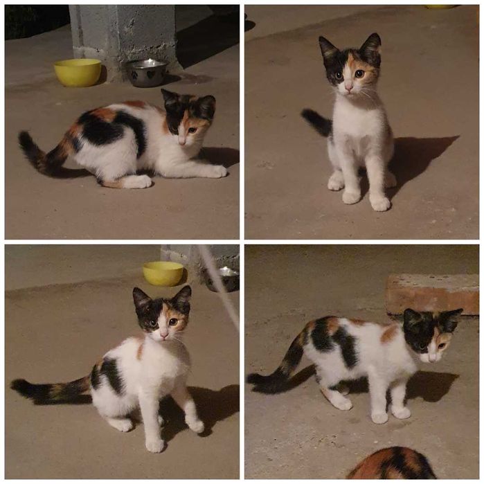 Малки котета – различни шарки