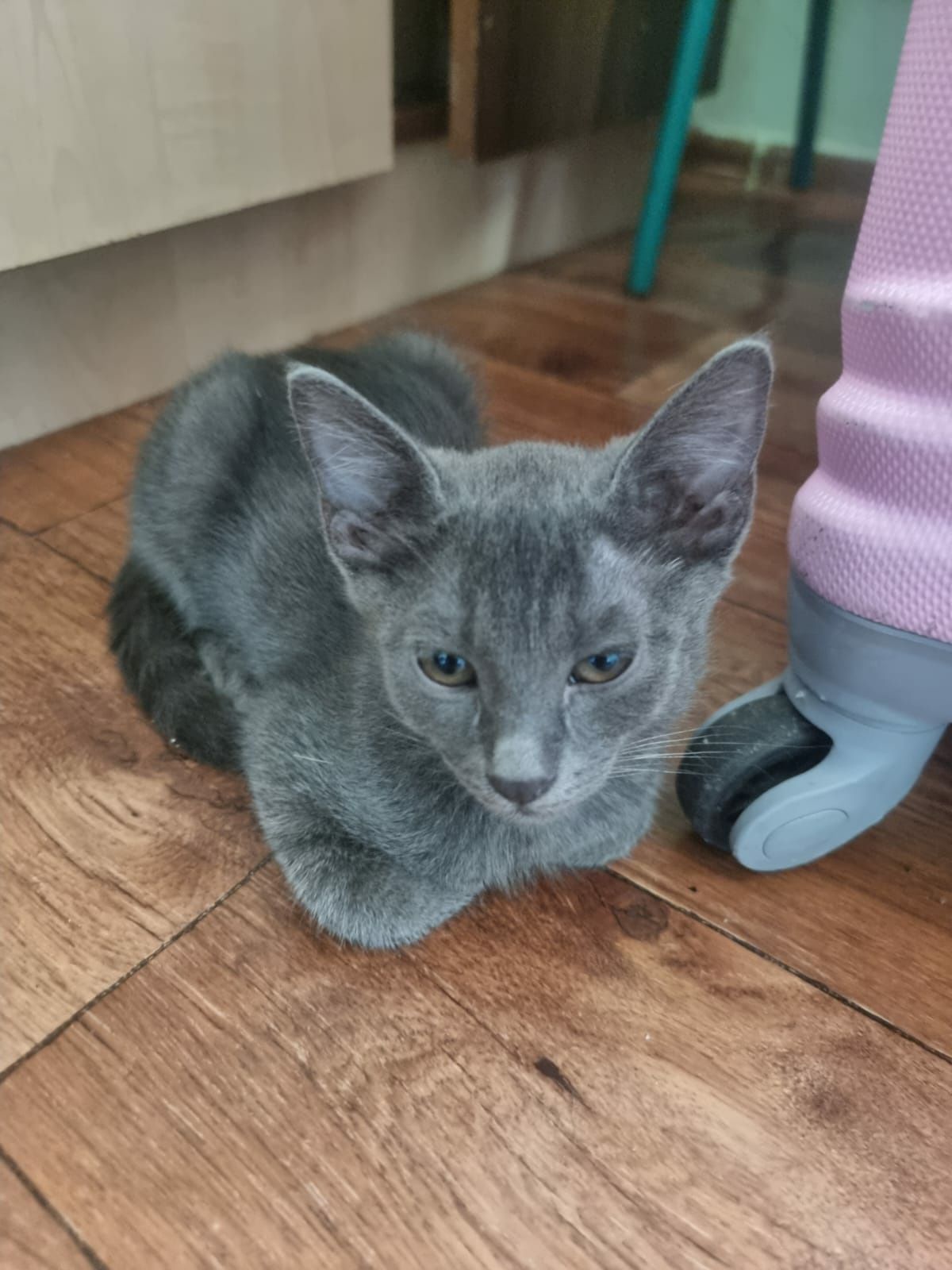 Котята отдам даром