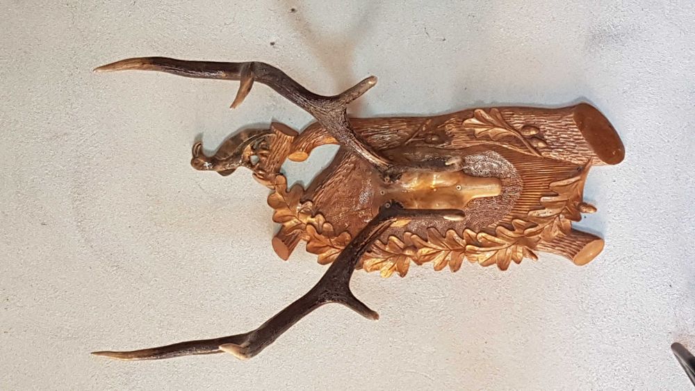 Coarne de cerb < 20 de ani