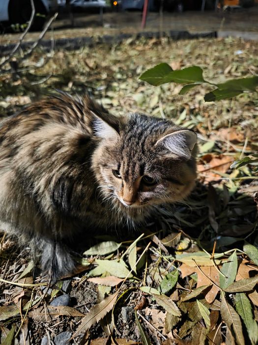 Молодая кошечка ищет семью.