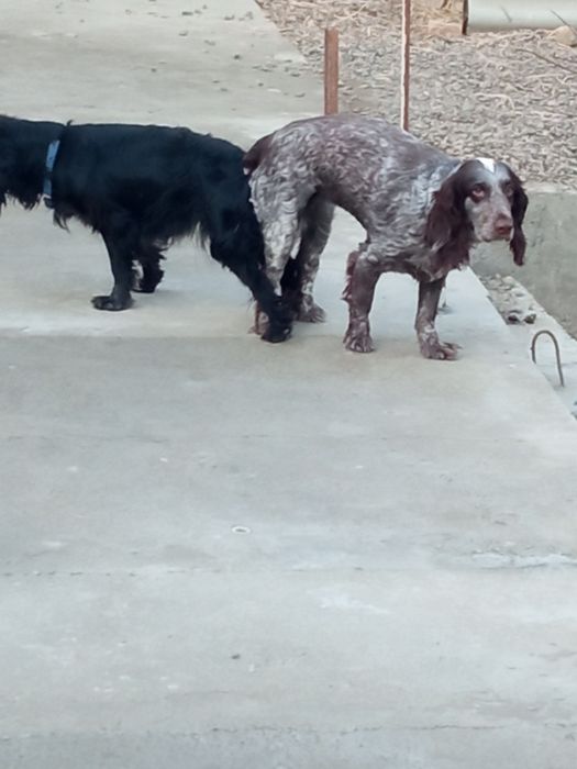 Продается щенки русский спанель