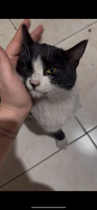 Котенок мальчик в добрые руки