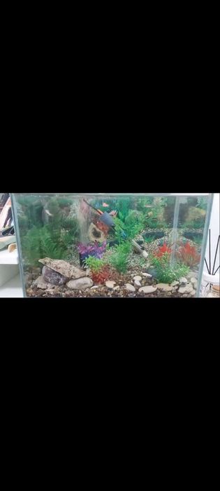 Vând acvariu cu accesorii