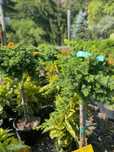 Transformă-ți curtea cu plante ornamentale atent selecționate