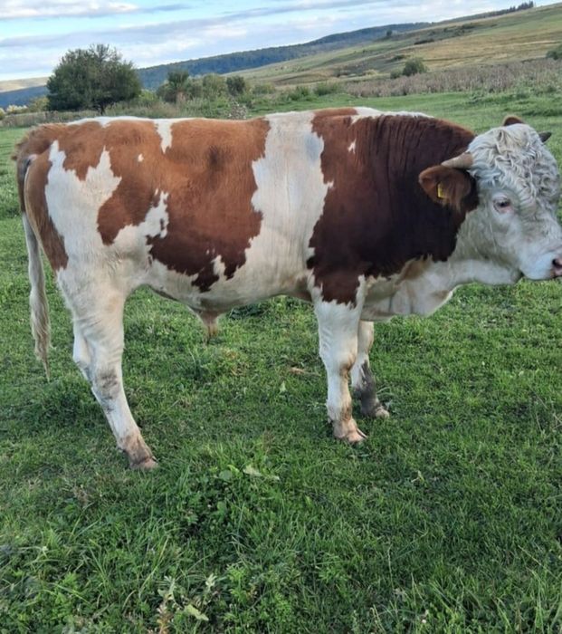 Vînd tăuraș rasa ,,bălțată românească,,