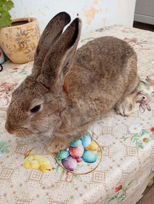 VÂND 6 Iepurași 5 Luni!