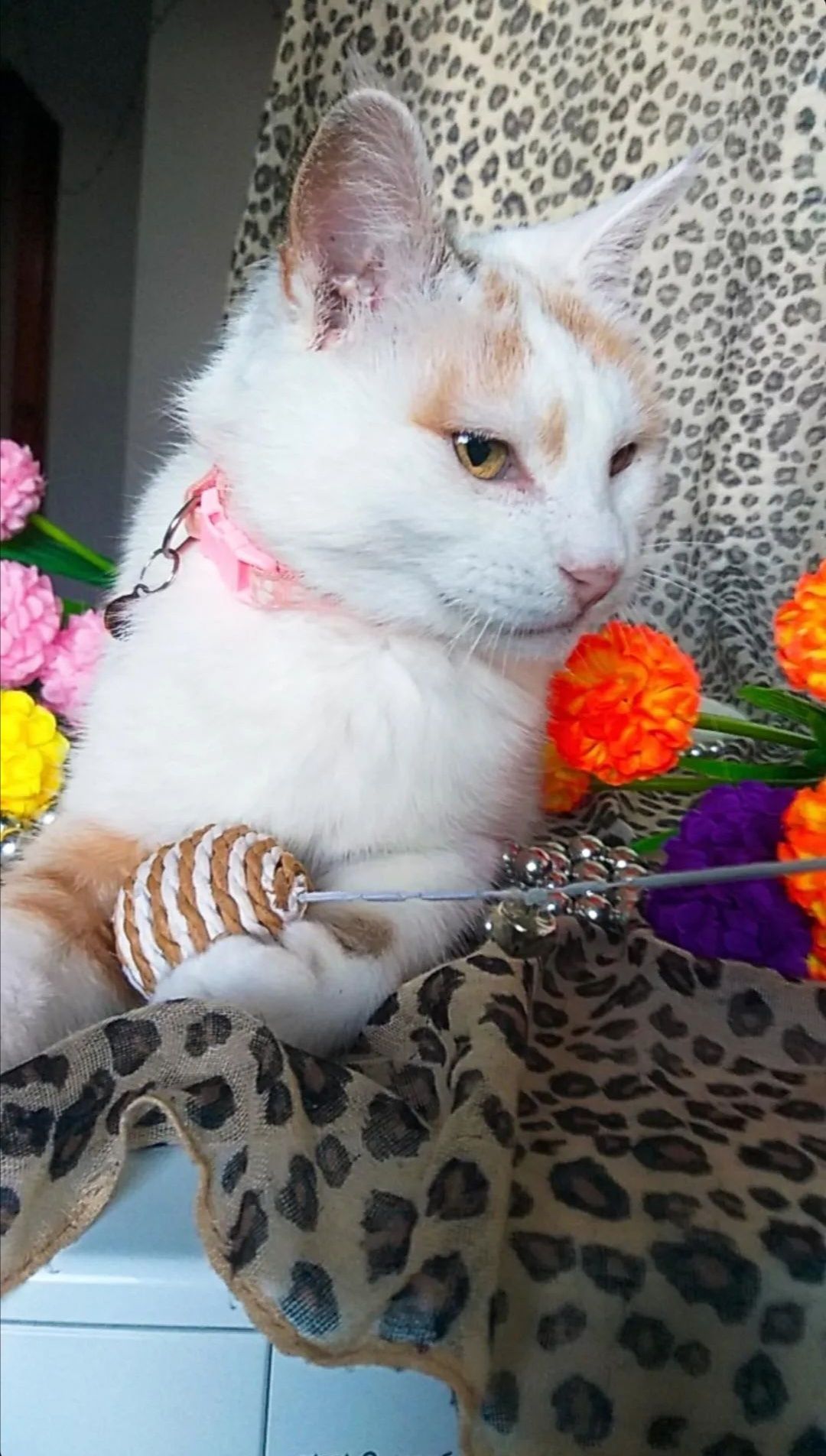 Снежана ищет дом