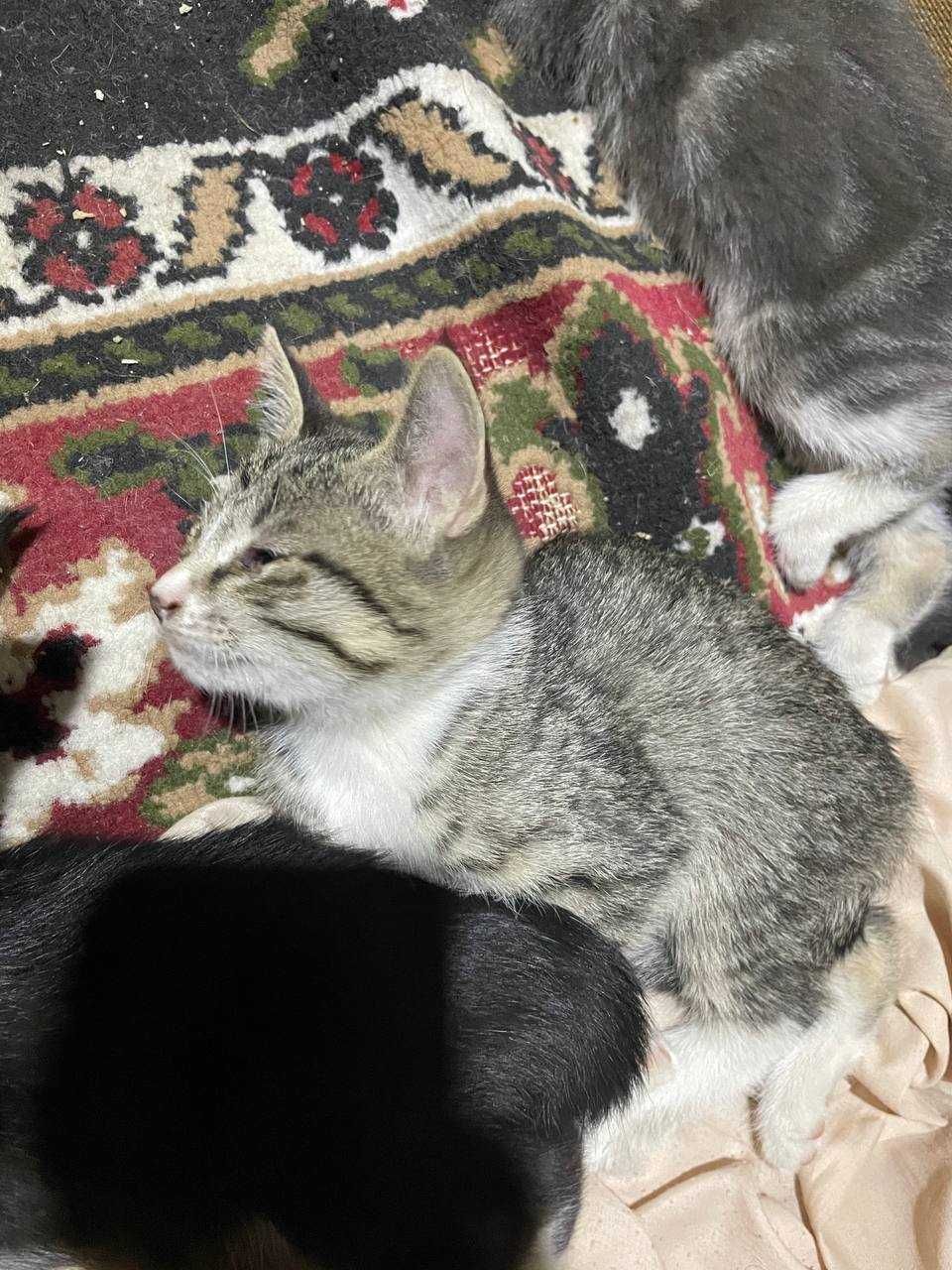 Mushukchlar beriladi xadyaga yaxshi insonlarga beraman