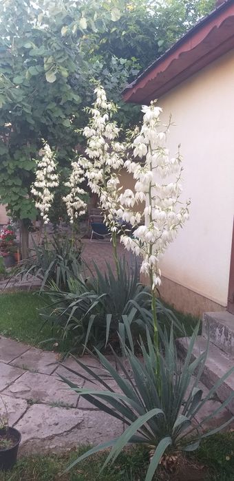 Yucca de grădină