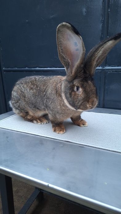 Mascul uriaș german gri