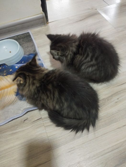 Отдадим котят две девочки.