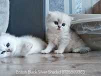 British Black Silver Shaded