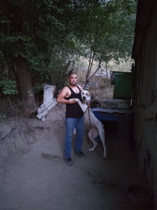 Порода Алабай,1,5годиков,чистокровный