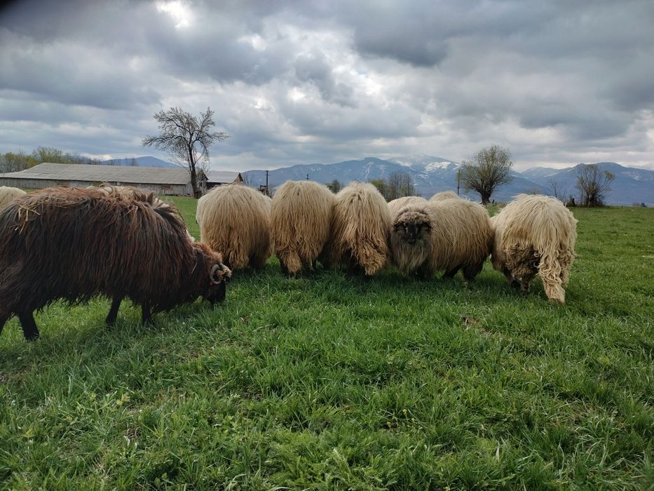 Vând 50 de oi bucălai.