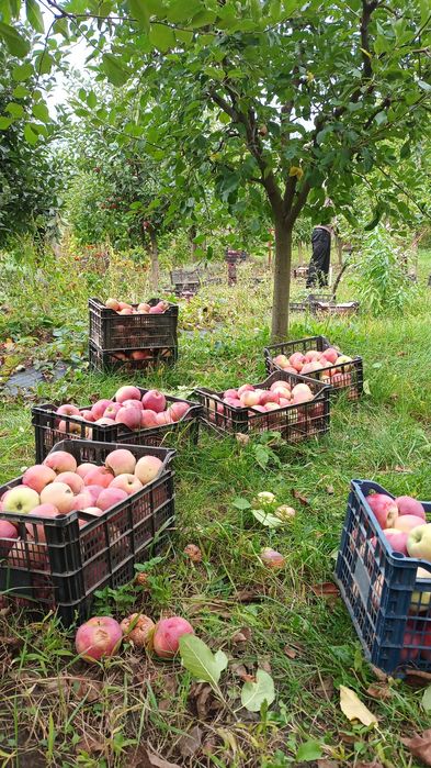 Vând mere și suc de mere 3 l.