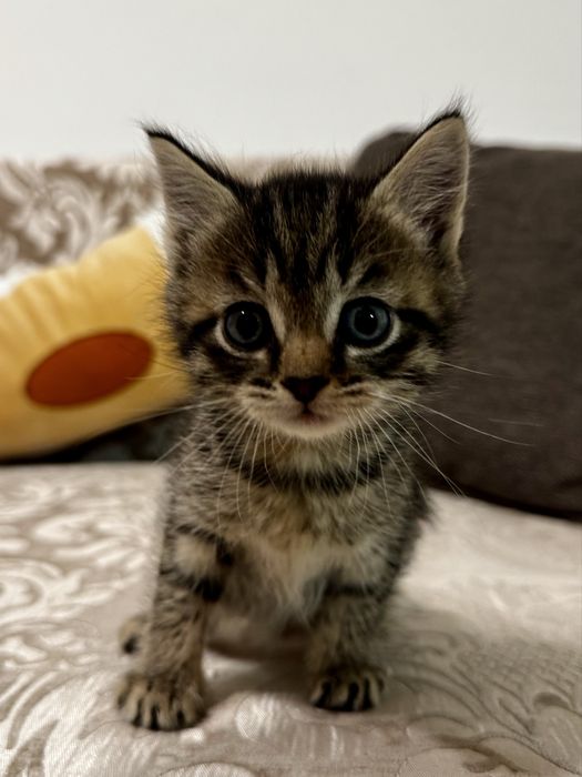 Котенок шотландской породы