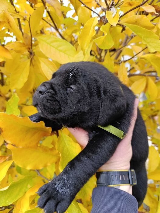 Кане Корсо кученца