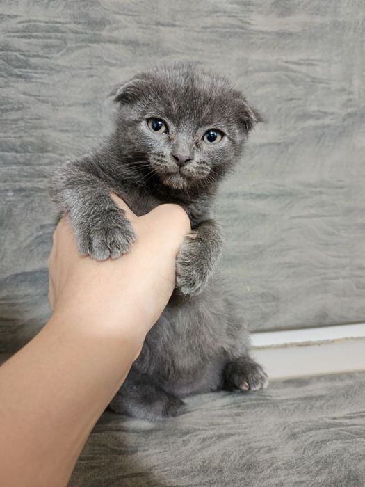Scottish fold sotiladi