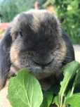 Lot matca tanara reproducere - mini lop - berbec german