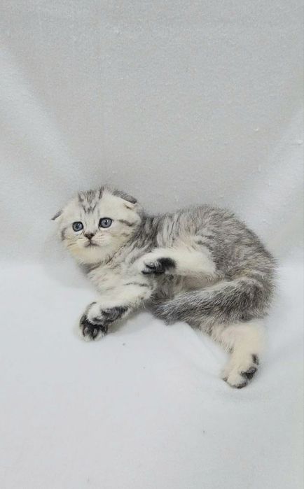 Шотландский Скотиш фолд девочка