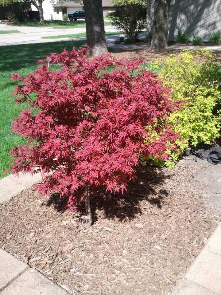 Японски клен\Acer palmatum Atropurpureum (ПРОМОЦИЯ)