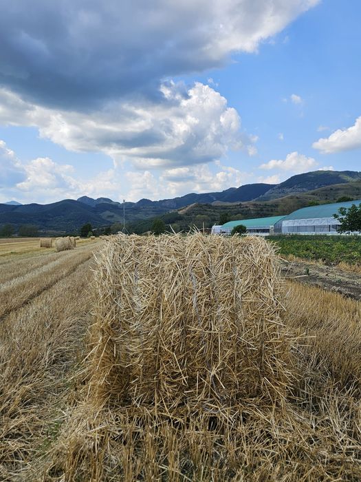 Vand  grâu si baloti de paie de grâu