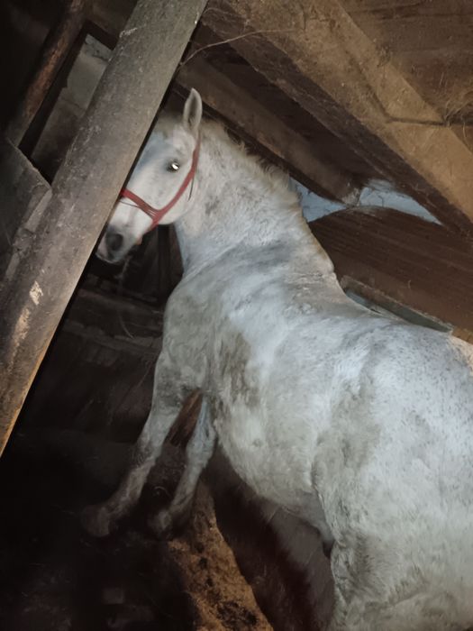 Vând un cal cu ștraif cu ham  .Vând două vaci ,a mândouă a treia, făta