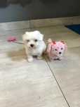 Bichon maltez mini toy