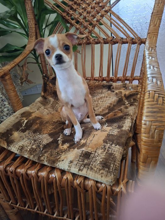 Чихуа хуа момченце търси своето семейство