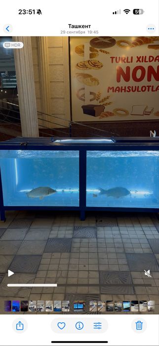 Akvarum baliq sotishga