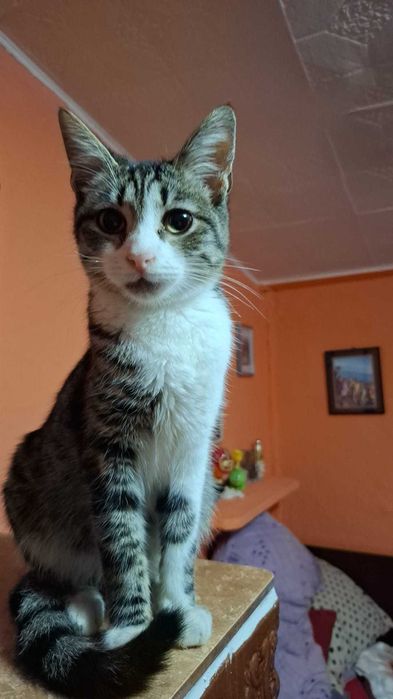 Pisicute spre adoptie