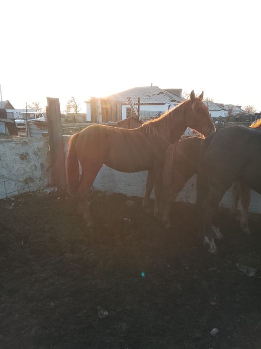 Тай сатылады 1,7 жас срочна