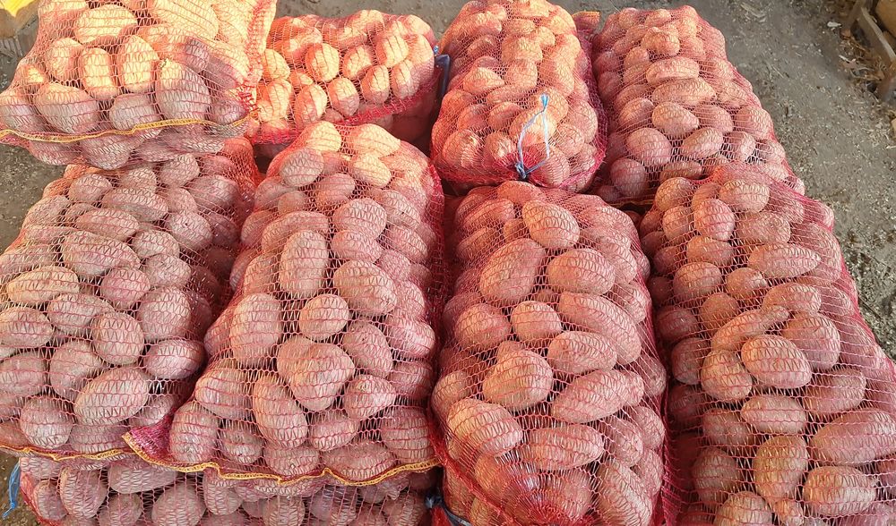 Vând cartofi de consum