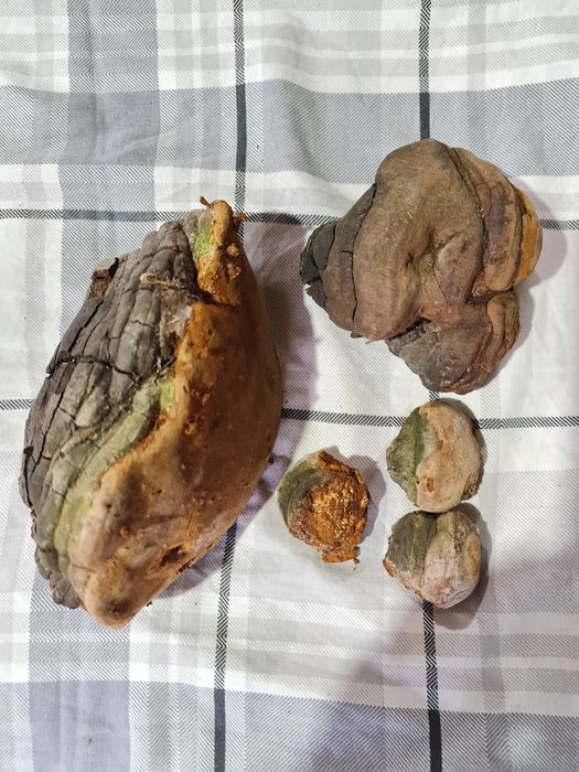 Phelinus Robustus ciuperca medicinala