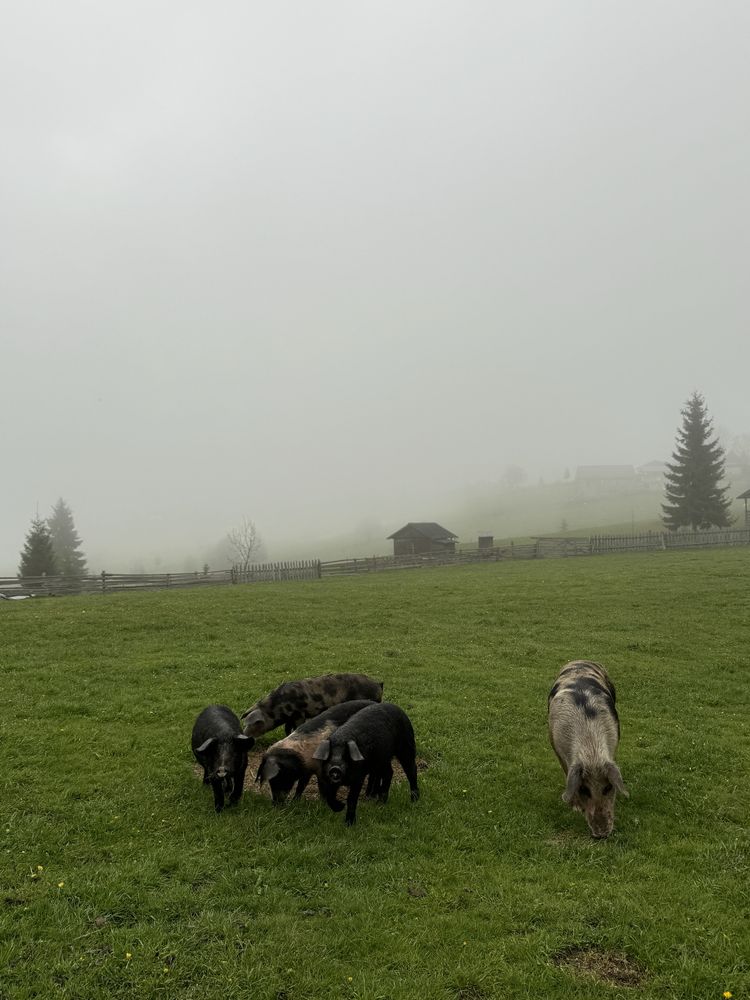 Schimb cu vitei sau vaca