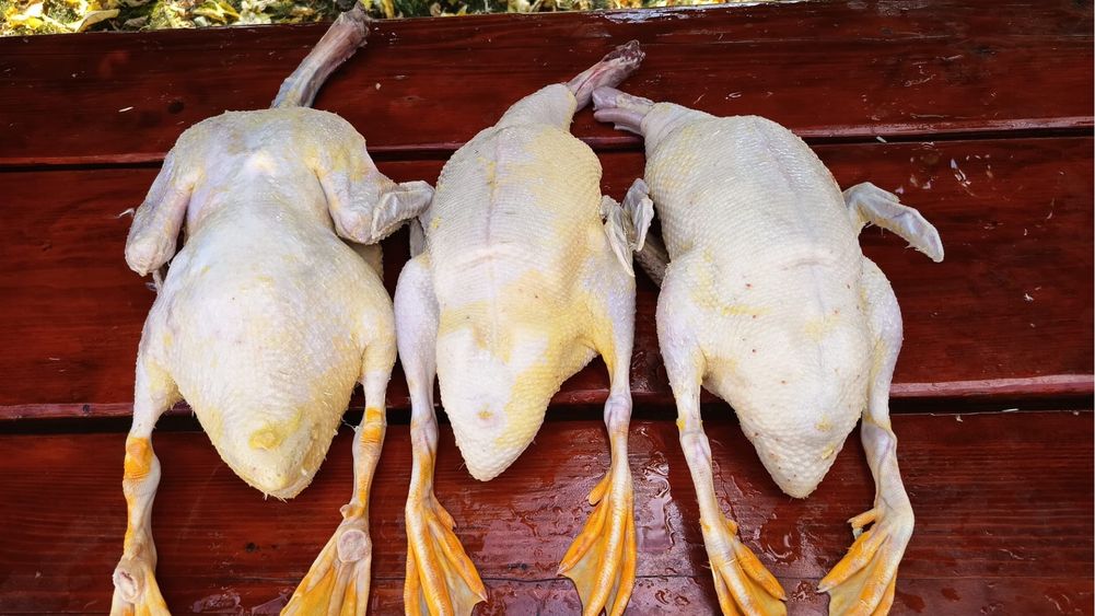 Rațe pekin de vânzare
