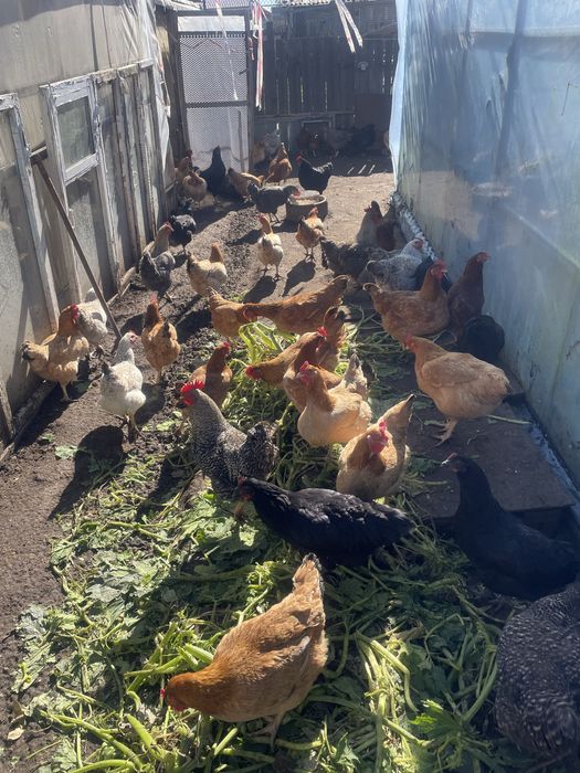 Куры несушки цветные домашние