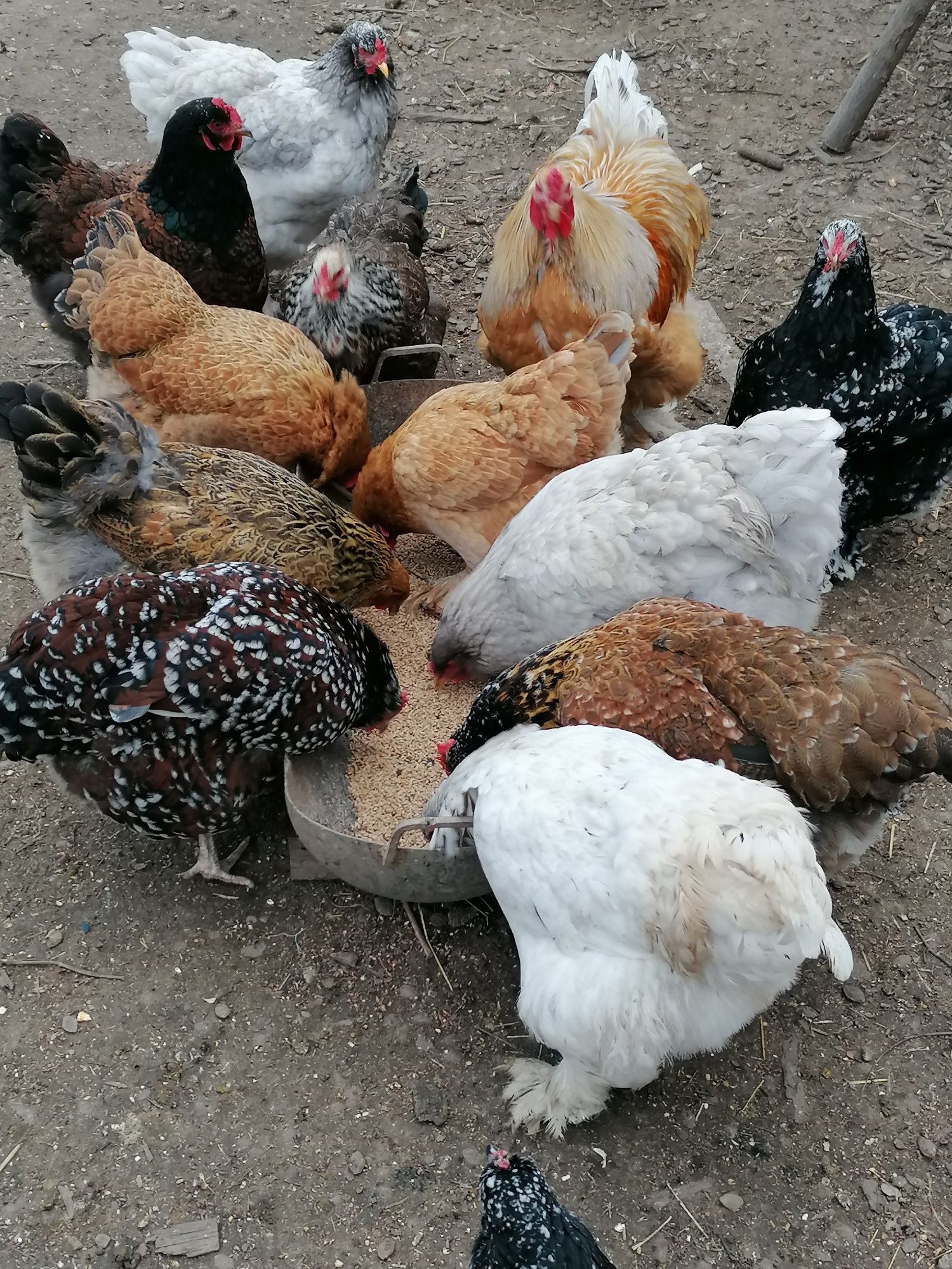 Vând ouă de incubat.