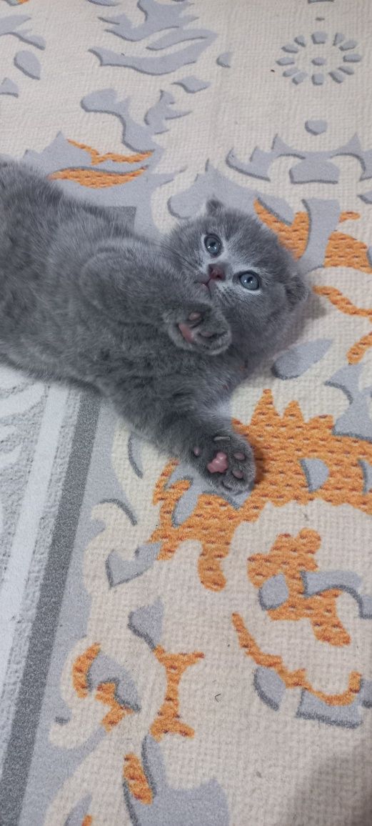 Продаются породистые котята  Скотиш фолд  голубого окраса