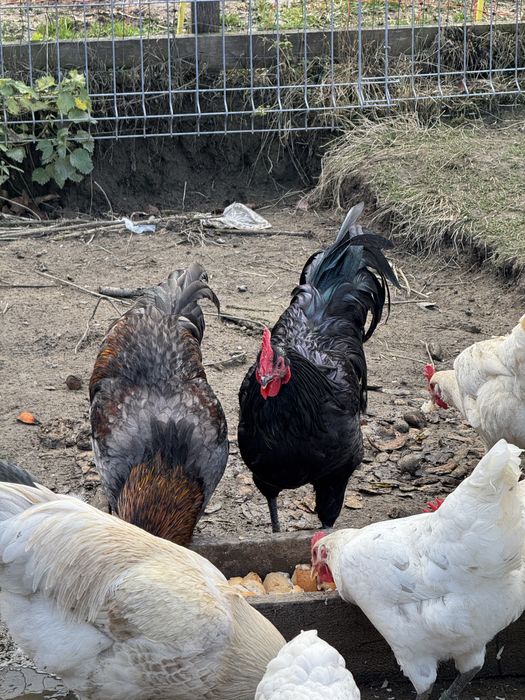Vand cocosi de anul asta australorp si la Bresse