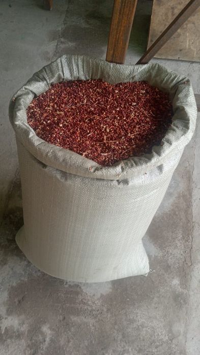 Семена веника качественые