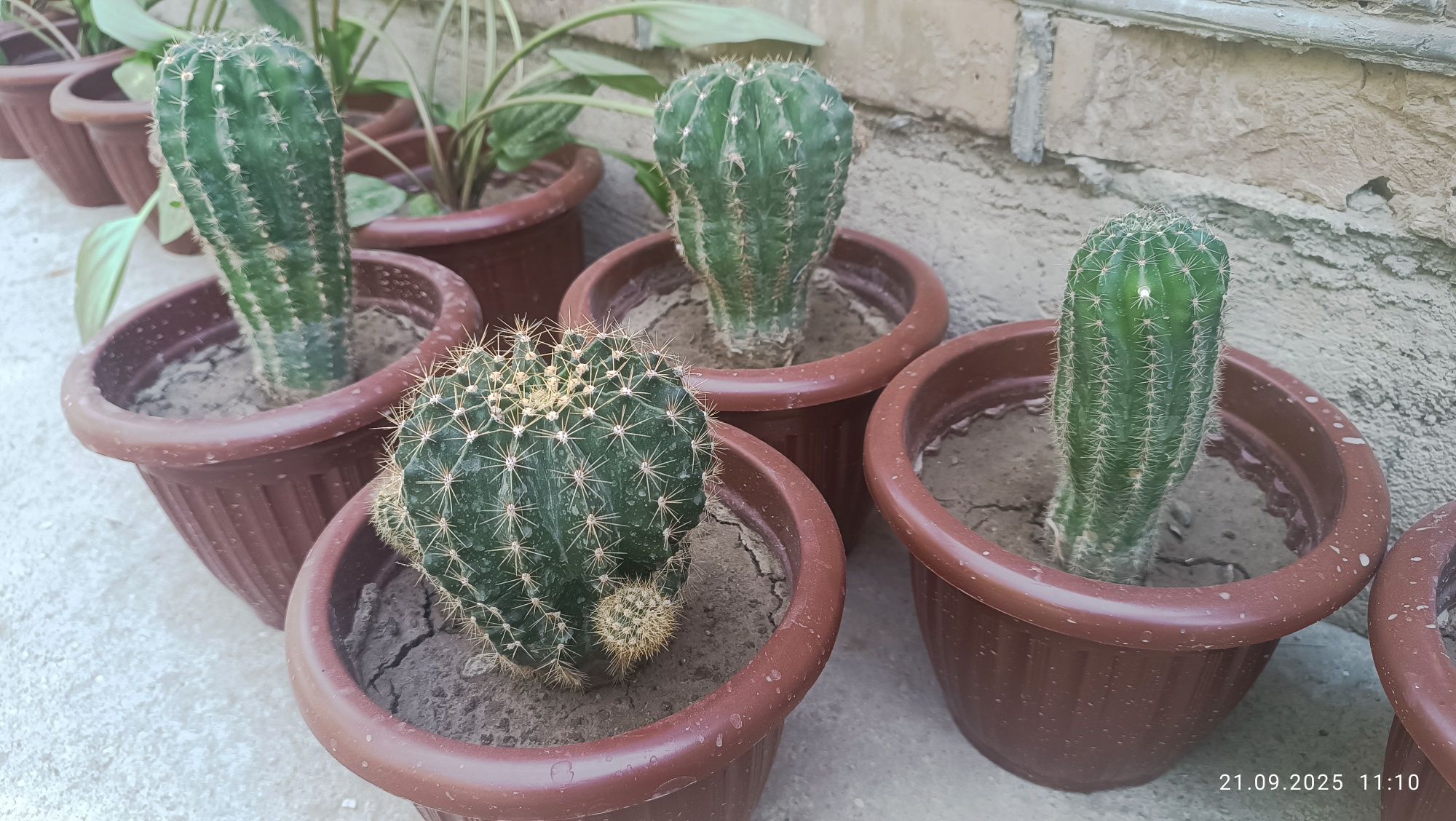 Xona gullari optom